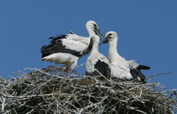 Babynest Dr. Peter Hintermller