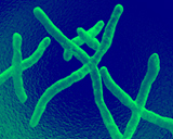 Chromosomen